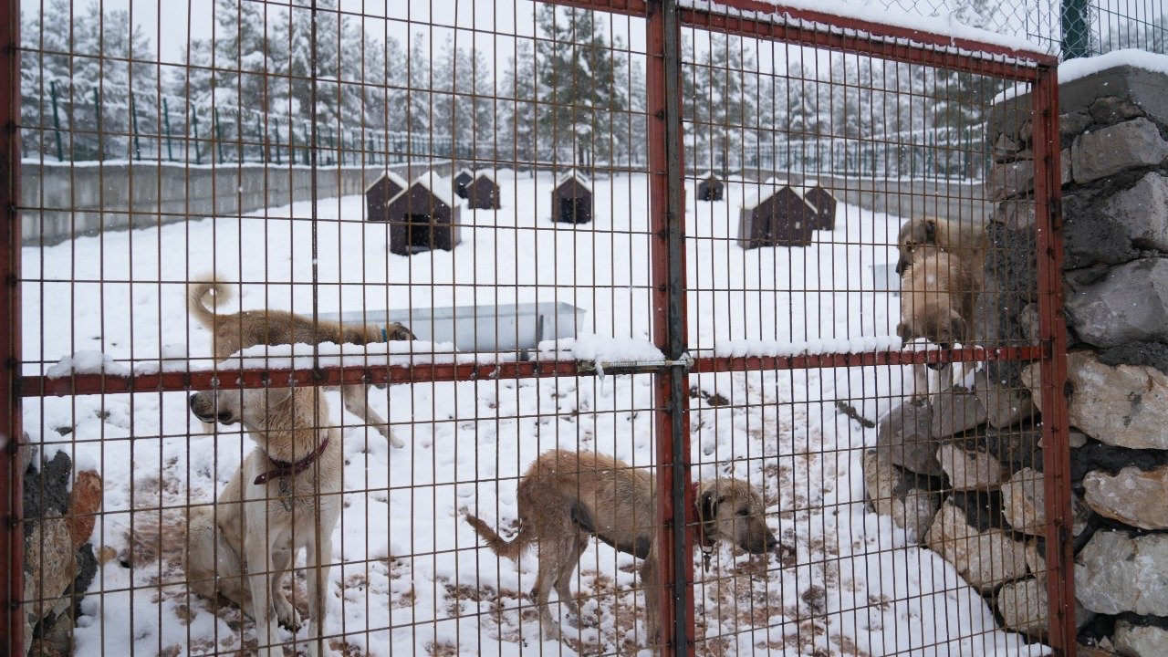 2. Ci hayvan barınağı hizmete açıldı 