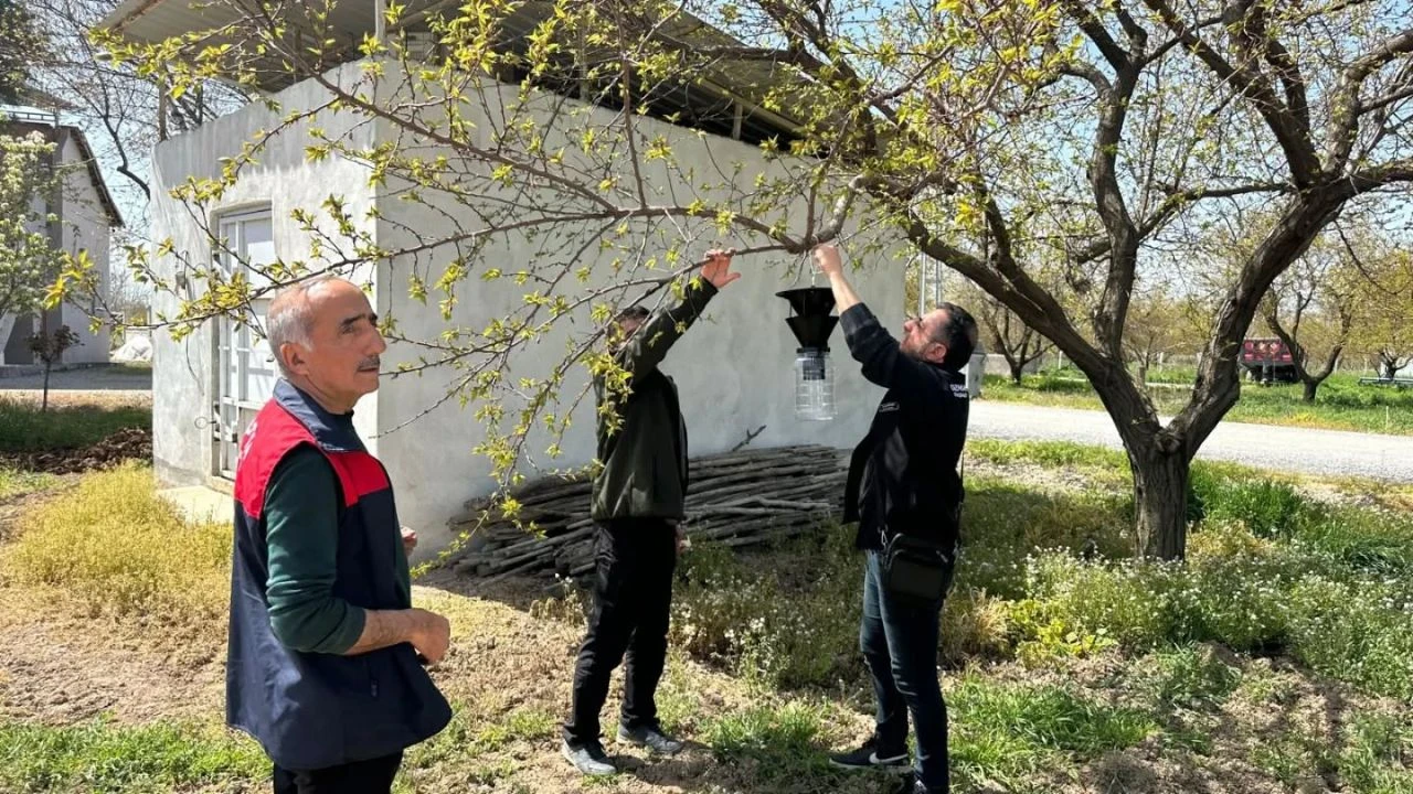 Malatya’da Kayısıyı Tehdit Eden Kokarca Alarmı: Sahada Denetim Süreci Başlatıldı